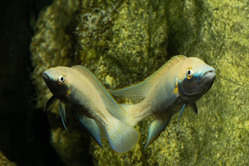Neolamprologus nigriventris 'Kiku'
